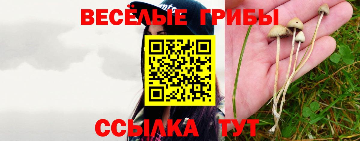Псилоцибиновые грибы Cubensis  Вход с VPN  Большой Камень 